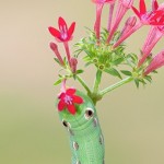 Tersa Sphinx Moth Caterpillar on Red Pentas