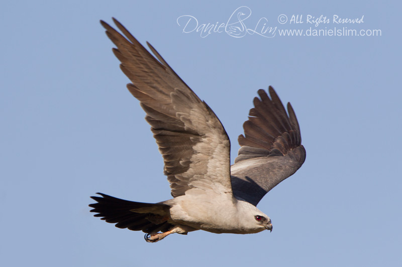 Mississippi Kite in Flight