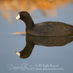 American Coot - Water Reflection