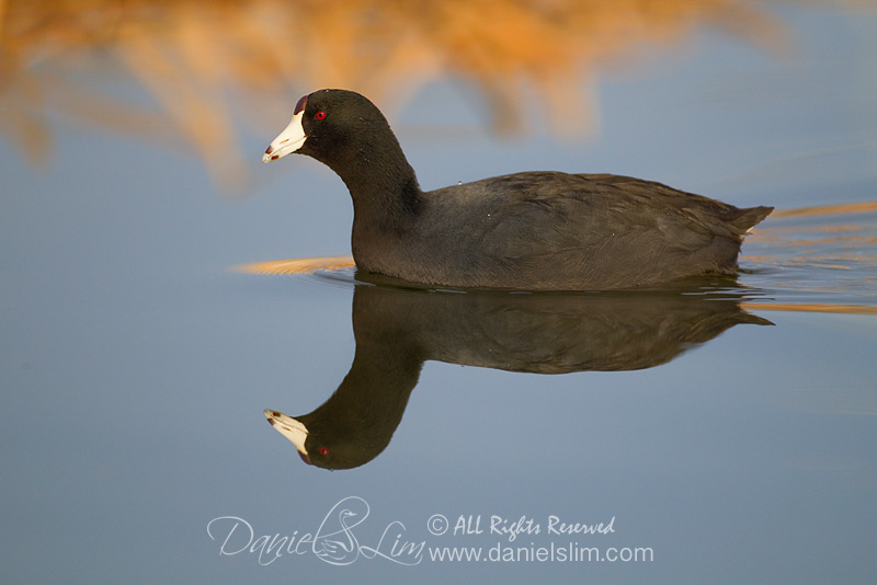 American Coot - Water Reflection