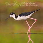 Black-necked Stilt in a Soft Morning Light