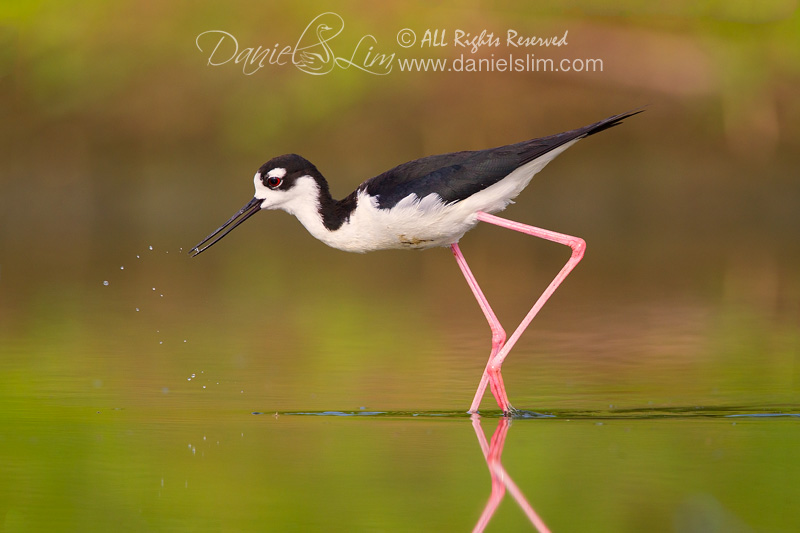 Black-necked Stilt in a Soft Morning Light