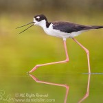 Black-necked Stilt with Open Bill