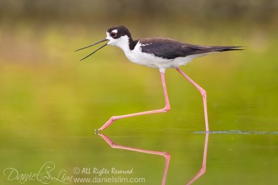 Black-necked Stilt with Open Bill