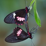 A Mating Pair of Common Cattleheart Butterflies