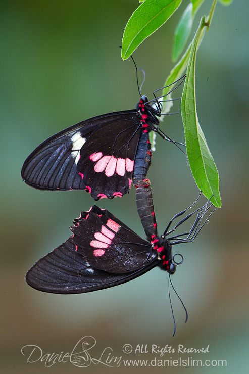 A Mating Pair of Common Cattleheart Butterflies