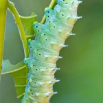 Samia Cynthia Moth Catepillar