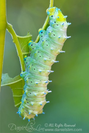 Samia Cynthia Moth Catepillar