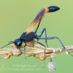 Red-banded Sand Wasp