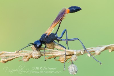 Red-banded Sand Wasp