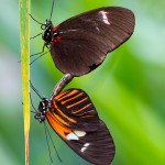 Doris Longwing Butterflies Mating