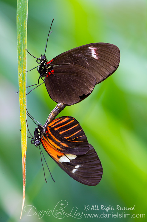 Doris Longwing Butterflies Mating