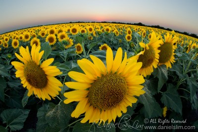 Bird's Eye View of the Sea of Sunflowers