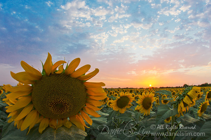 A Dream Sunset in Sunflower Field, Prosper Texas