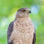 Female Cooper Hawk perches on a tree branch