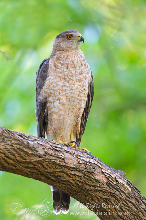 Female Cooper Hawk perches on a tree branch