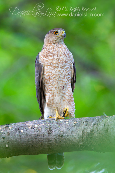 Pushing the Limits : Handheld 700mm at 1/25 of a second