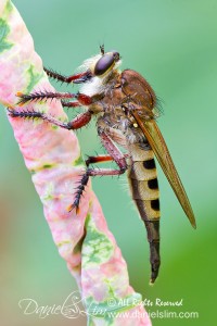 Giant Robber Fly (Promachus hinei)