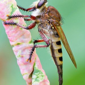 Giant Robber Fly (Promachus hinei)