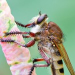 Giant Robber Fly (Promachus hinei)