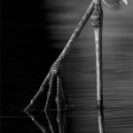 Great Egret Feet Reflection - Black and White