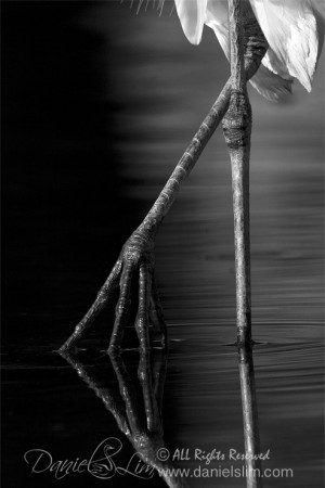 Great Egret Feet Reflection - Black and White