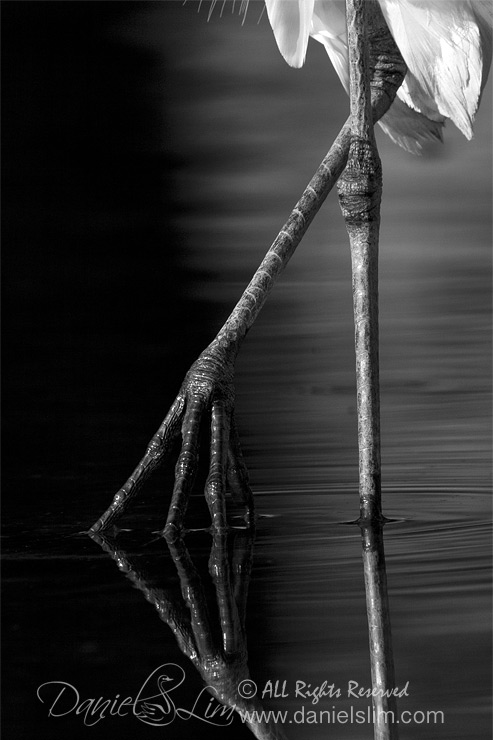 Great Egret Feet Reflection - Black and White
