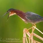 A perched Green Heron with mouth wide open