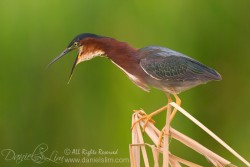 A perched Green Heron with mouth wide open