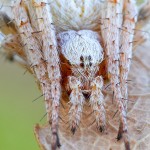 White Hairy Field Spider