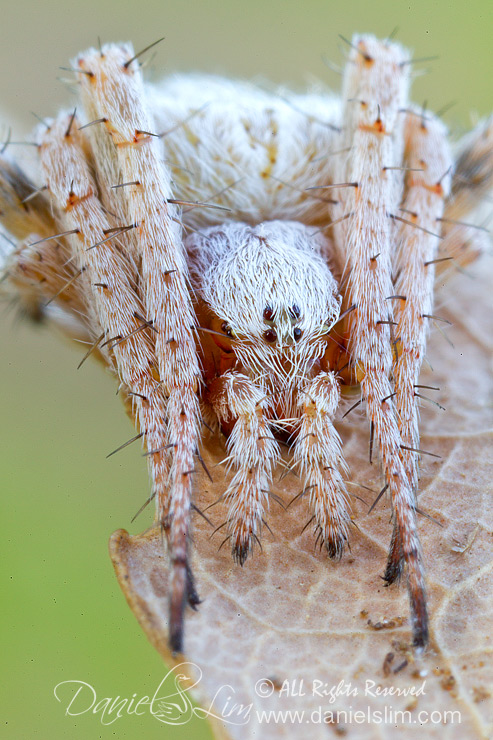 White Hairy Field Spider