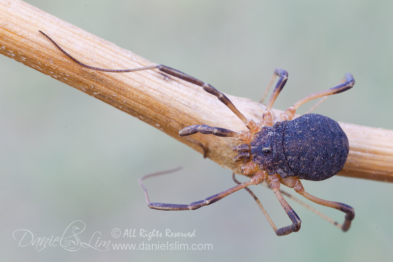 Harvestman - a Slow Crawler Daddy Longlegs