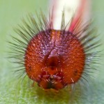 Up close on baby Owl Caterpillar