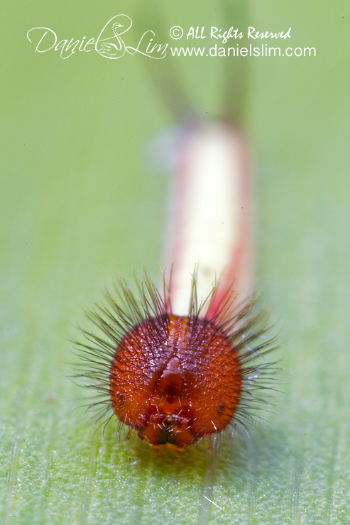 Up close on baby Owl Caterpillar