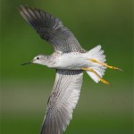 Lesser Yellowlegs in Flight