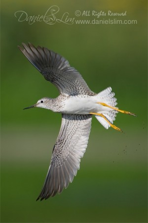 Lesser Yellowlegs in Flight