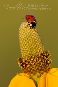 Sidekick Ladybug on a Coneflower