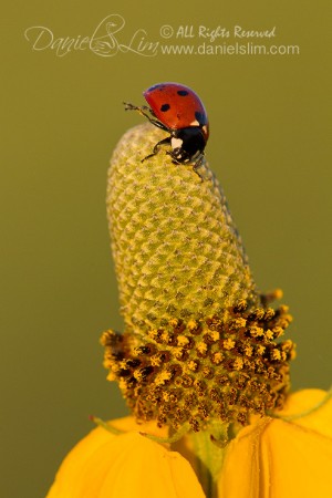 Sidekick Ladybug on a Coneflower