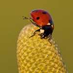 Sidekick Ladybug on a Coneflower