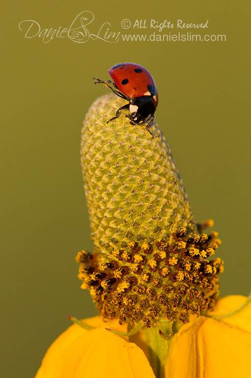 Sidekick Ladybug on a Coneflower