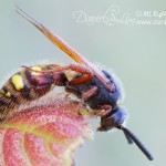 Female Red and Black Mason Wasp