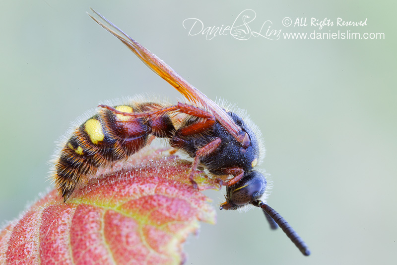 Female Red and Black Mason Wasp