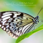 Paper Kite Butterfly sits low on a perch