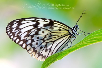 Paper Kite Butterfly sits low on a perch