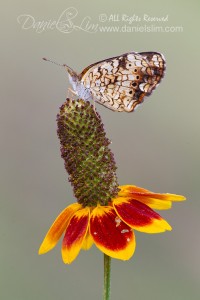 Phaon Crescent butterfly perches on a coneflower