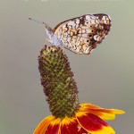 Phaon Crescent butterfly perches on a coneflower