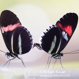 Pink and Red Postman Longwing Butterflies Mating