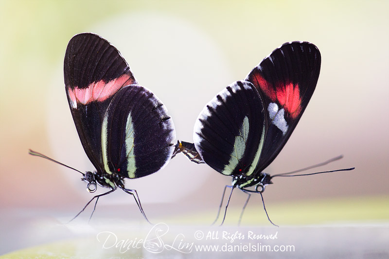 Pink and Red Postman Longwing Butterflies Mating