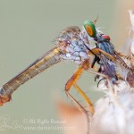 Robber Fly Eating a Fly