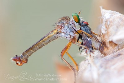 Robber Fly Eating a Fly